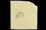 Cretaceous Fossil Shrimp - Lebanon #123932-1